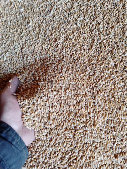 Зерно,ячмень