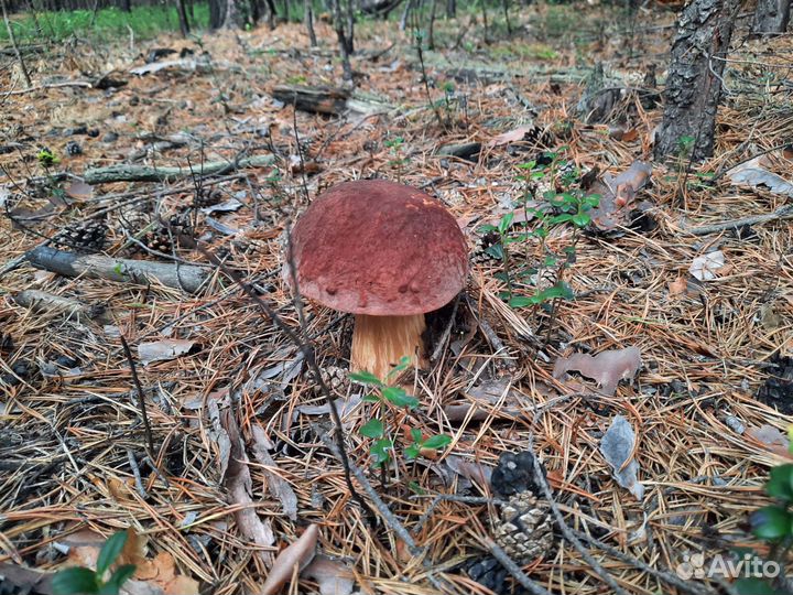 Грибы боровики