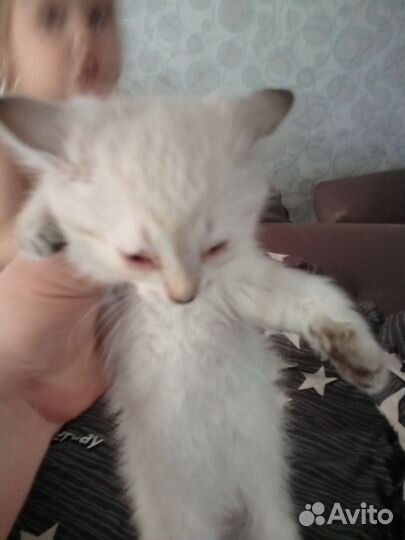 Отдам бесплатно