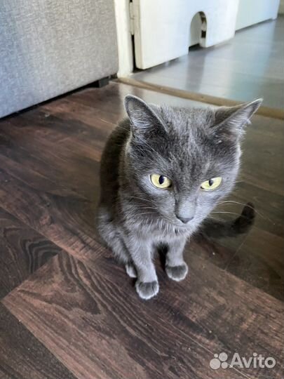 Передержка кошек на время отпуска