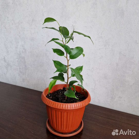 Фикус бенджамина