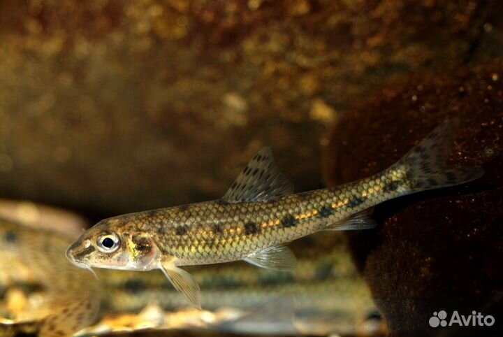 Живец(малек)