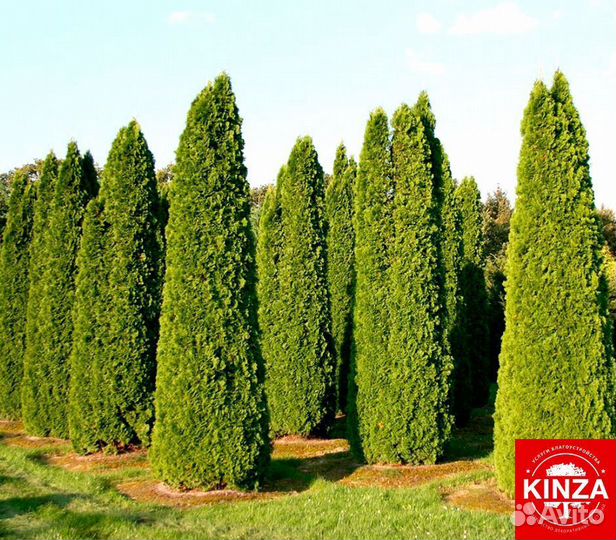 Туя смарагд экстра