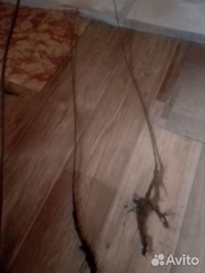 Сакура саженцы