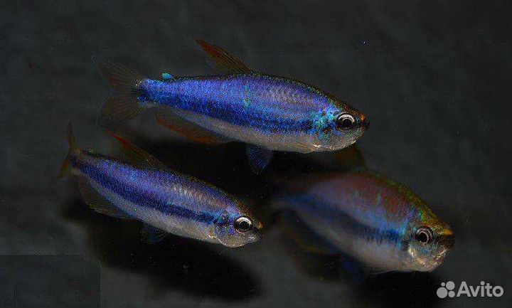 Аквариумные рыбки, аквариумы и оборудование