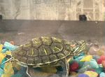 Красноухая черепаха маленькая с аквариумом
