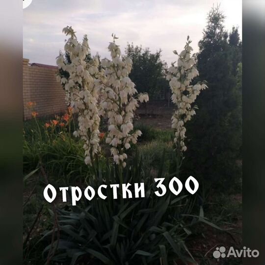 Продаю комнатные цветы