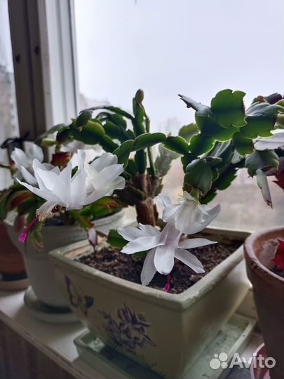 Декабрист шлюмбергера белый