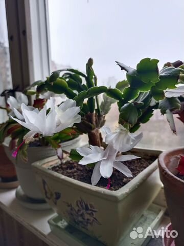 Декабрист шлюмбергера белый