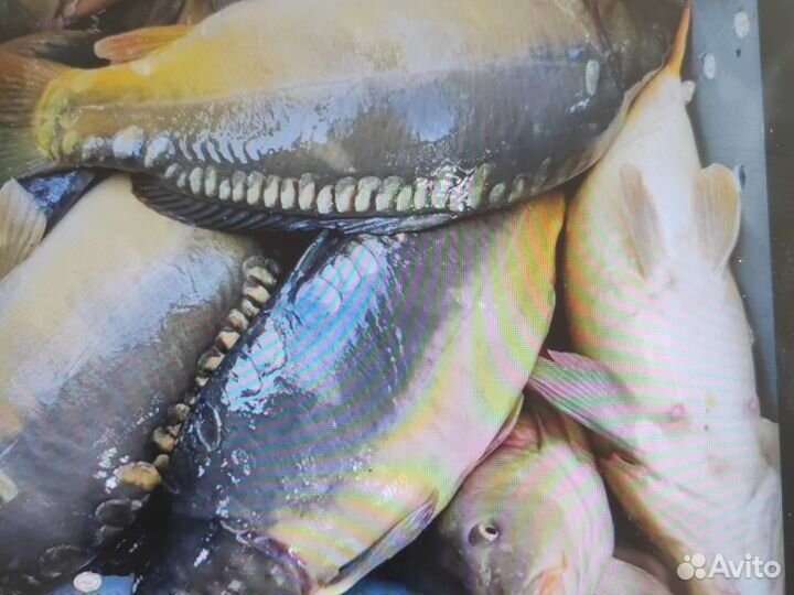 Рыба для пруда