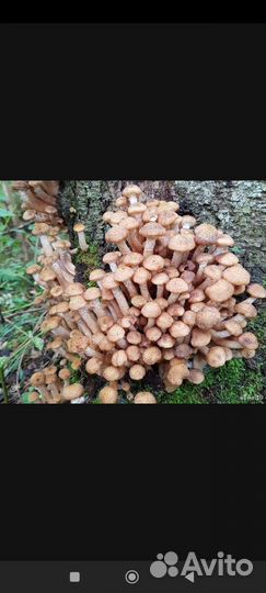 Грибы опята свежие