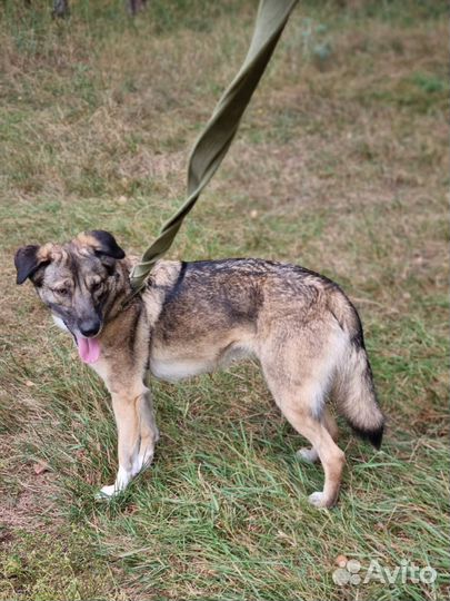 Собака Мира из приюта Некрасовка ищет дом