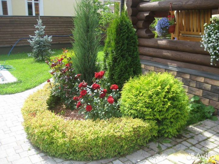 Опт и розница Туи Брабант