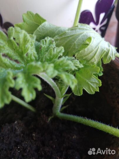 Герань душистая (лимонная)