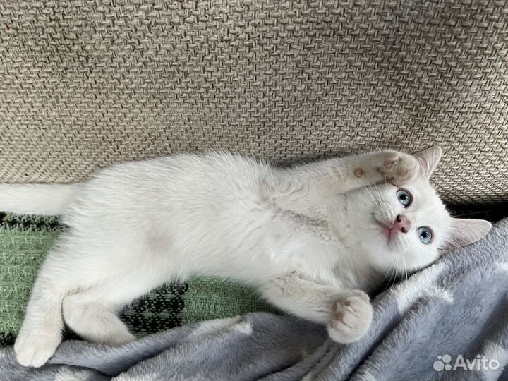 Отдам в добрые руки, два кота