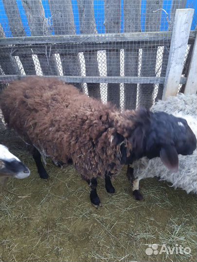 Баран на племя