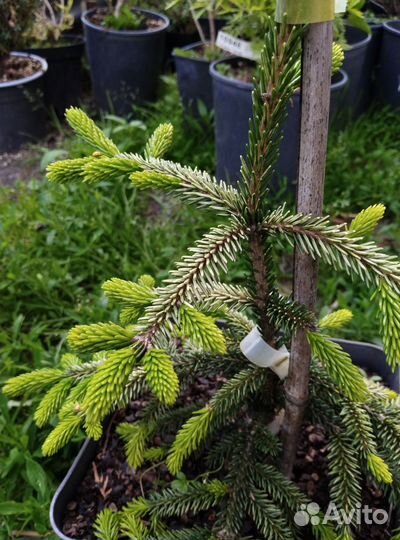 Ели, сосны коллекция. сезон 2024