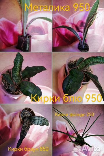 Сансевиерия