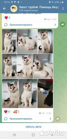 Котик Мишка