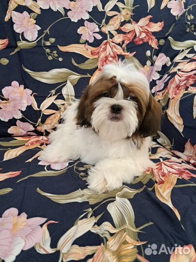 Очаровательный мальчик ши-тцу