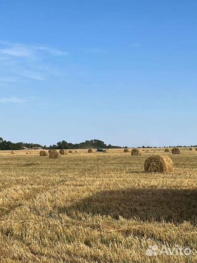 Солома ячменная