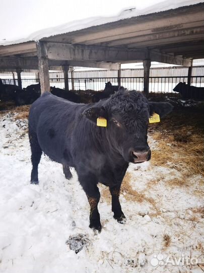 Телята бычки