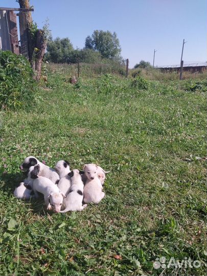 Маленькая собака бесплатно