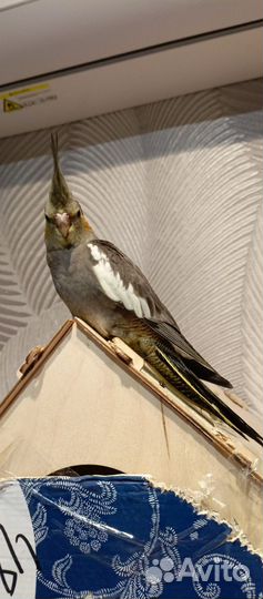 Попугай кореллы