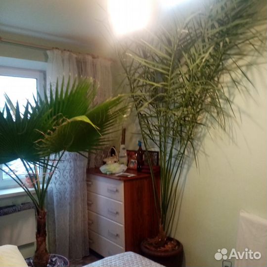 Пальма финиковая