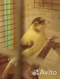 Кенара и канарейки