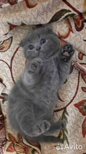 Шотландские вислоухие котята