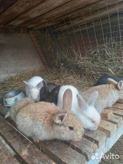 Кролики мясных пород