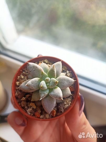 Кактусы и суккуленты