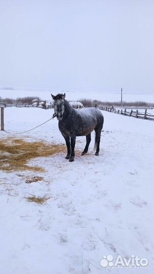 Лошадь кабыла