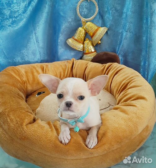 Мини девочка 11 месяцев