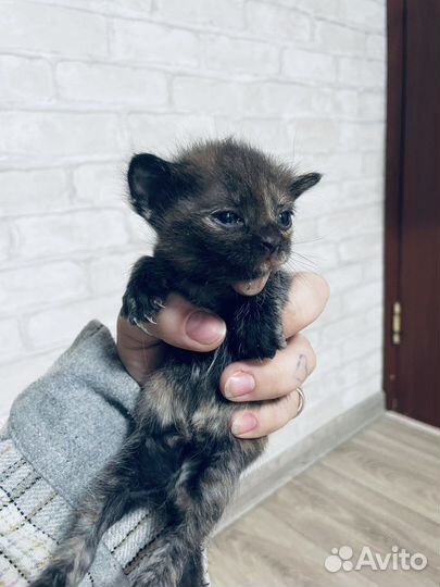 Кошка в дар