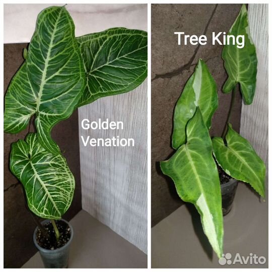 Сингониумы сортовые