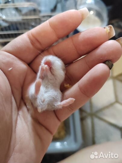 Ручные джунгарские хомяки