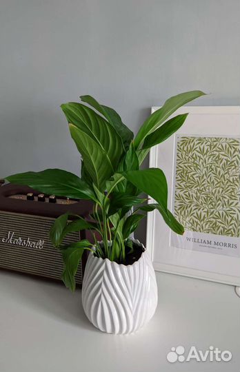 Распродаю цветы в горшках