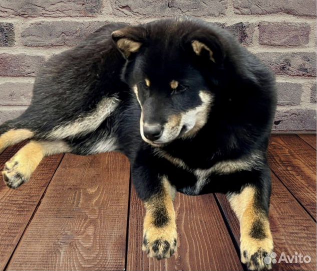 Сиба ину щенки