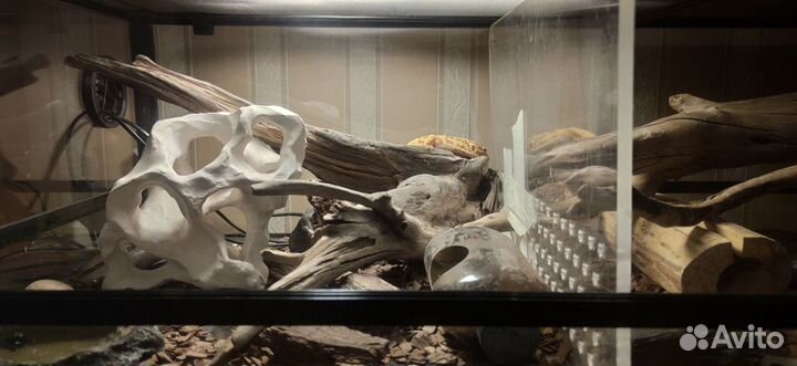 Эублефары с террариумом