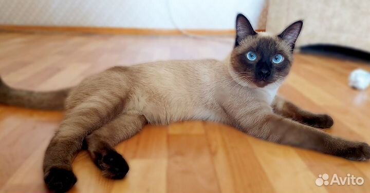 Тайский кот ищет невесту)