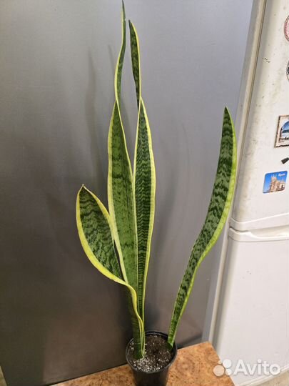 Сансевиерия сортовая Лауренти