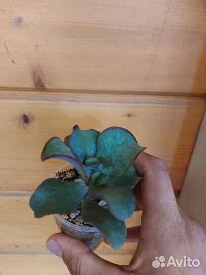 Крассула блю берд черенок