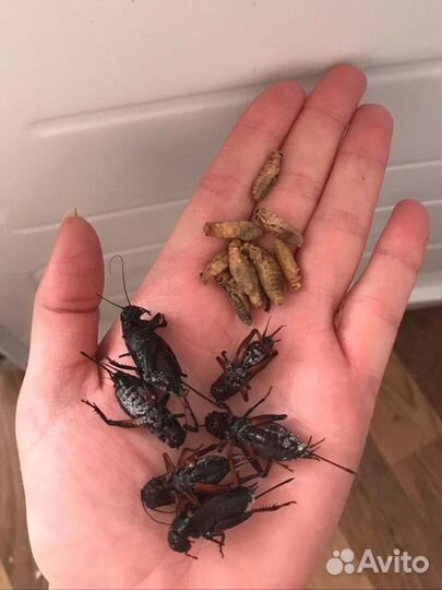 Сверчки банановые. Для рептилий