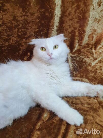 Белоснежная вислоухая кошка - в дар