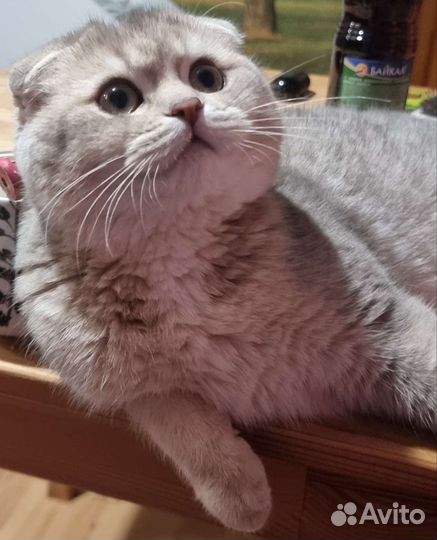 Вязка с шотландским котом