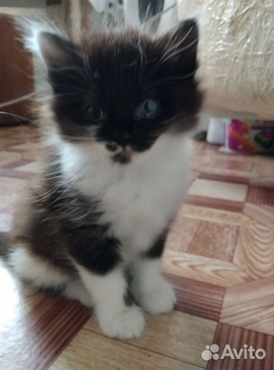 Отдам котенка девочку