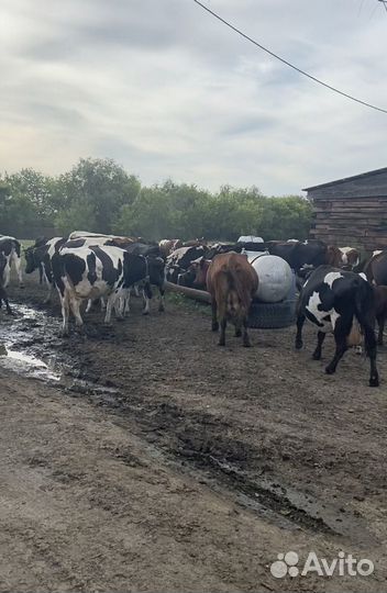 Коровы, бычки