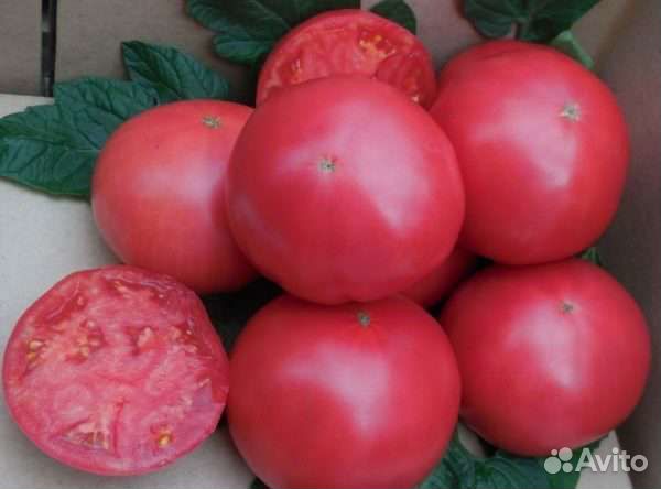 Семена профессиональных томатов